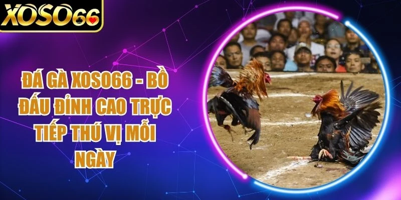 Đá Gà Xoso66 - Bồ Đấu Đỉnh Cao Trực Tiếp Thú Vị Mỗi Ngày